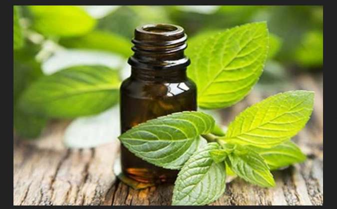 Interesting things about Mentha Oil