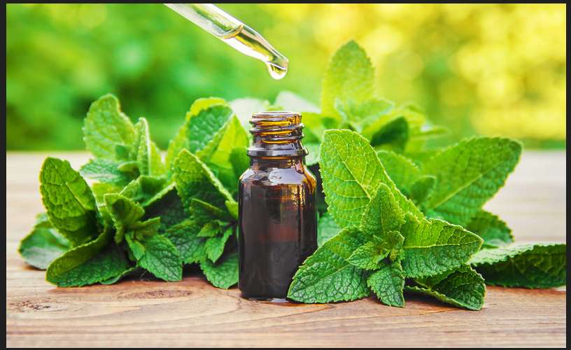 Mentha Oil Rate Today [ Live Price Updated ]