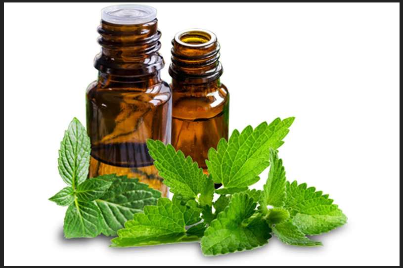 Why Mentha is so expensive herb?